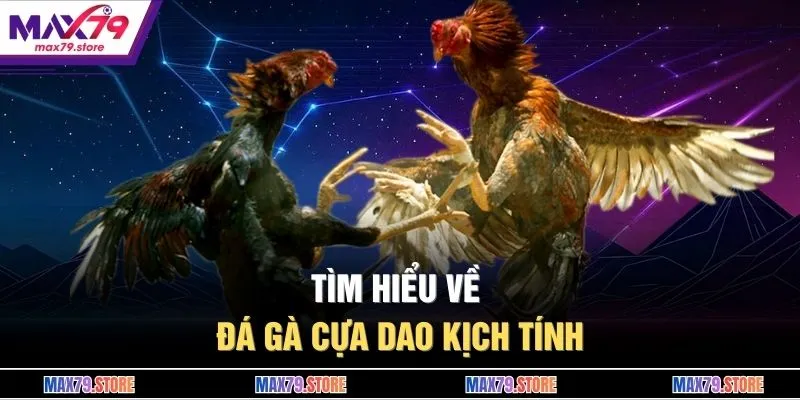 Tìm hiểu về đá gà cựa dao kịch tính